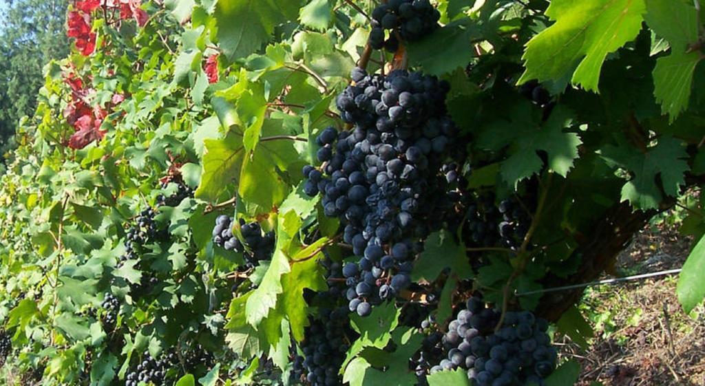 Il Grappolo Panzió Mongardino Kültér fotó